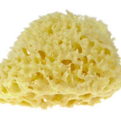 honeycomb_gąbka